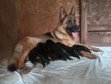 Cuccioli di Pastore Tedesco
