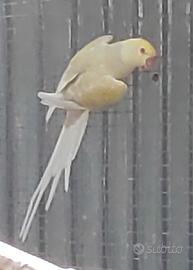 Parrocchetto dal collare cleartail pallid