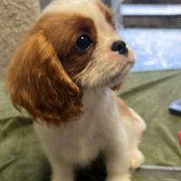 Cucciolo Cavaler King maschio blenheim