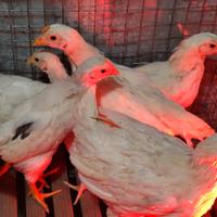 Pollastre - Pollastri - Pulcini