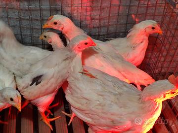 Pollastre - Pollastri - Pulcini