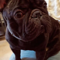 Disponibile per accoppiamento con pedigree