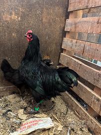 Galletti australorp in purezza
