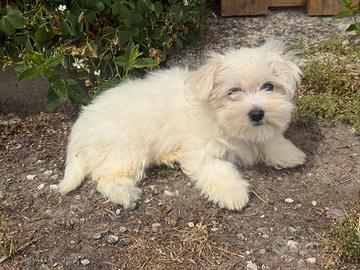 Cucciolo maltese toy