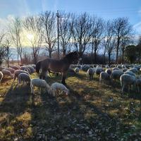 Cavallo castrato