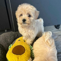 Cuccioli maltipoo