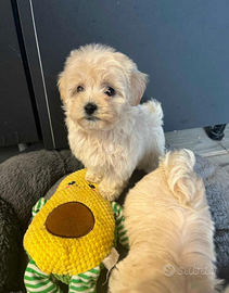 Cuccioli maltipoo