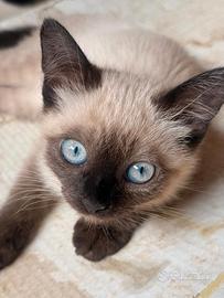Gatti siamese