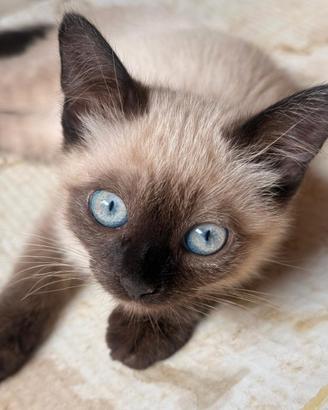 Gatti siamese
