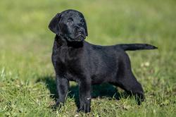 Labrador retriever cuccioli nero