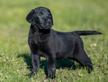 Labrador retriever cuccioli nero