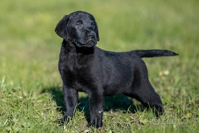 Labrador retriever cuccioli nero