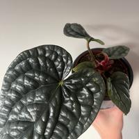 Anthurium luxurians