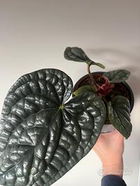 Anthurium luxurians