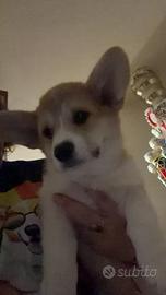 Cucciole Welsh Corgi Pembroke
