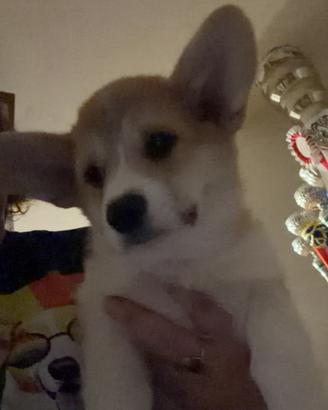 Cucciole Welsh Corgi Pembroke