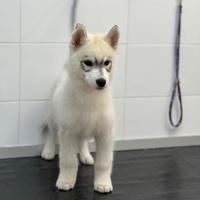 Cuccioli di husky