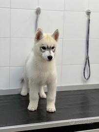 Cuccioli di husky