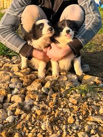 Cuccioli border collie