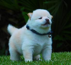 Stupendi cuccioli di Shiba