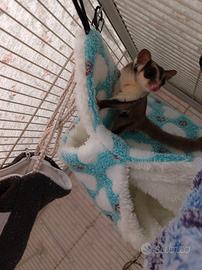 Petauro dello zucchero