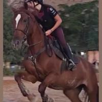 Cavallo da salto saura