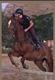 Cavallo da salto saura