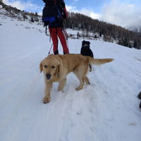 Golden retriver alta genealogia per accoppiamento