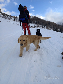 Golden retriver alta genealogia per accoppiamento