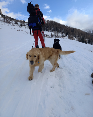 Golden retriver alta genealogia per accoppiamento