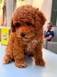 Cucciolo di Barboncino Toy / Nano Red