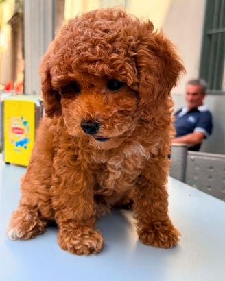 Cucciolo di Barboncino Toy / Nano Red
