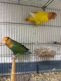 Inseparabili