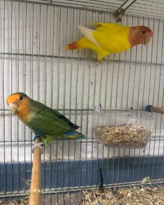 Inseparabili