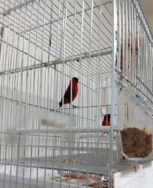 Cardinalini del venezuela