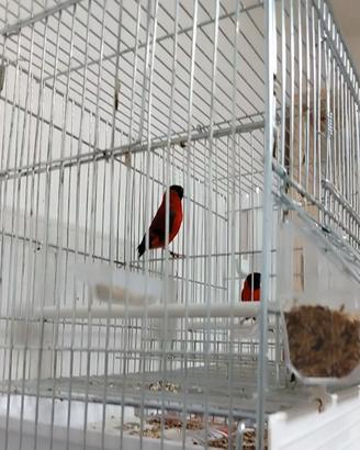 Cardinalini del venezuela