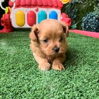 Maltipoo