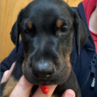 Dobermann Cucciola Nera