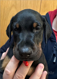 Dobermann Cucciola Nera