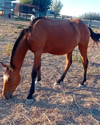 Cavallo puledro
