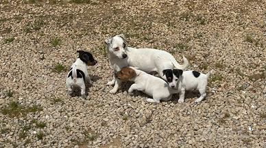 Jack Russell Terrier