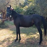 Cavalla Araba