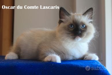 OSCAR, cucciolo razza RAGDOLL con pedigree