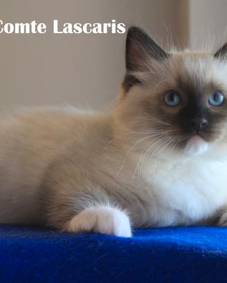 OSCAR, cucciolo razza RAGDOLL con pedigree