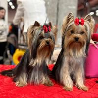 Yorkshire terrier