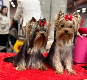 Yorkshire terrier