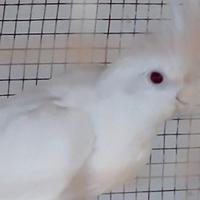 Pappagalli Animali