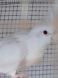 Pappagalli Animali