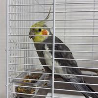 Calopsite allevato a mano