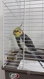 Calopsite allevato a mano